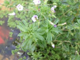   Limnophila sessiliflora , emersed; photo: S.L. Winterton 