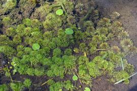   Limnophila sessiliflora , submersed; photo: S.L. Winterton 