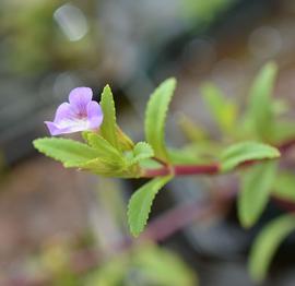   Limnophila  sp. flower; photo: S.L. Winterton 