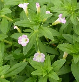   Limnophila aromatica  flowers, emersed; photo: S.L. Winterton 