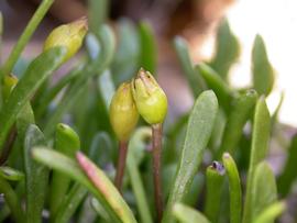   Limosella australis  flowers; photo: S.L. Winterton 