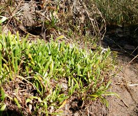   Limosella australis , emersed; photo: S.L. Winterton 