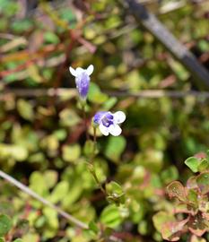   Lindernia  sp. flowers; photo: S.L. Winterton 