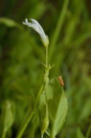   Lindernia  sp. flower; photo: S.L. Winterton 