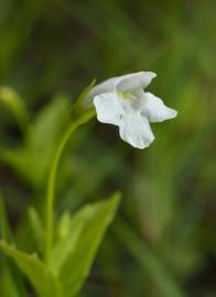   Lindernia  sp. flower; photo: S.L. Winterton 