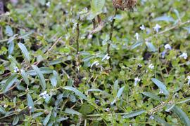   Lindernia alsinoides , emersed; photo: S.L. Winterton 