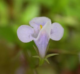   Lindernia crustacea  flower; photo: S.L. Winterton 