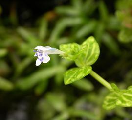   Lindernia rotundifolia  flower; photo: S.L. Winterton 