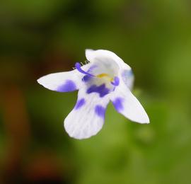   Lindernia rotundifolia  flower; photo: S.L. Winterton 