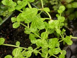   Lindernia rotundifolia , emersed; photo: S.L. Winterton 