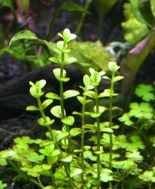   Lindernia rotundifolia , submersed; photo: S.L. Winterton 