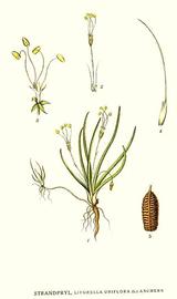   Littorella uniflora ; plate: C.A.M. Lindman quot;Bilder ur Nordens Floraquot; (1901-1905) copy; 1999 Gerhard Keuck 