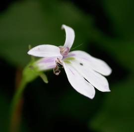   Lobelia arnhemiaca  flower; photo: S.L. Winterton 