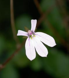   Lobelia arnhemiaca  flower; photo: S.L. Winterton 