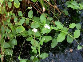   Lobelia arnhemiaca , emersed; photo: S.L. Winterton 