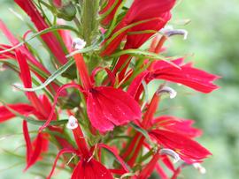   Lobelia cardinalis  flower; photo: S.L. Winterton 