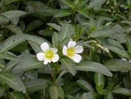   Ludwigia adscendens  inflorescence; photo: S.L. Winterton 