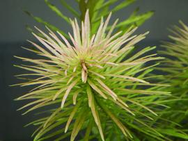   Ludwigia inclinata  var.  verticillata , submersed; photo: S.L. Winterton 