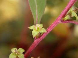   Ludwigia glandulosa  flowers; photo: S.L. Winterton 