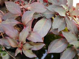   Ludwigia glandulosa , emersed; photo: S.L. Winterton 