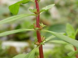   Ludwigia palustris  flowers; photo: S.L. Winterton 