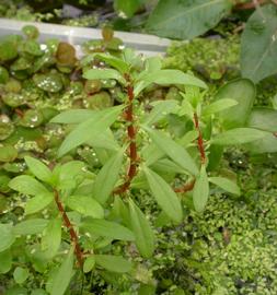   Ludwigia palustris , emersed; photo: S.L. Winterton 