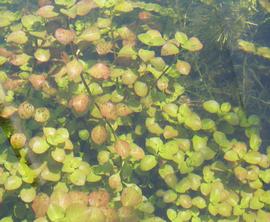   Ludwigia palustris  submersed; photo: S.L. Winterton 