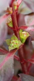   Ludwigia palustris  #39;Rubra#39; flower; photo: S.L. Winterton 