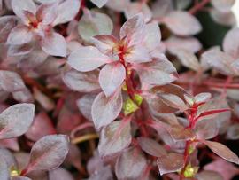   Ludwigia palustris  #39;Rubra,#39; emersed; photo: S.L. Winterton 