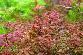   Ludwigia palustris  #39;Rubra,#39; submersed; photo: S.L. Winterton 