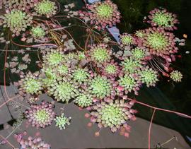   Ludwigia sedioides , floating; photo: S.L. Winterton 