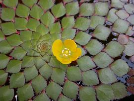   Ludwigia sedioides  leaves and flower, floating, closeup; photo: S.L. Winterton 