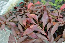   Ludwigia  sp., emersed; photo: S.L. Winterton 