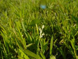   Luziola fluitans  inflorescence, emersed; photo copy; Bob Upcavage, Environmental Consultants, LLC 