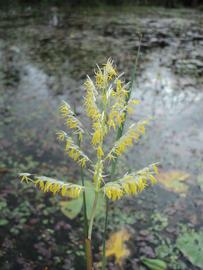   Luziola  sp. inflorescence; photo copy; Andre Cardoso 