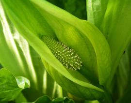   Lysichiton americanus  inflorescence; photo: S.L. Winterton 