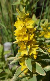   Lysimachia vulgaris  inflorescence; photo: S.L. Winterton 