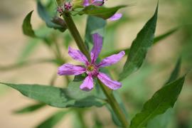  Lythrum salicaria  flower; photo: S.L. Winterton