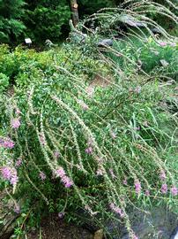  Lythrum salicaria , emersed; photo: S.L. Winterton