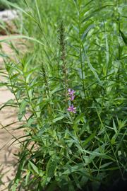  Lythrum salicaria  inflorescence; photo: S.L. Winterton