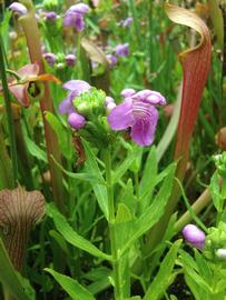   Macbridea caroliniana  inflorescence; photo: S.L. Winterton 