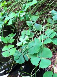   Marsilea aegyptiaca  var.  lusitanica , emersed; photo: S.L. Winterton 