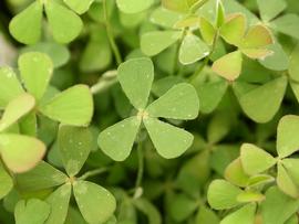   Marsilea crenata , emersed; photo: S.L. Winterton 