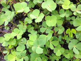   Marsilea  sp., emersed; photo: S.L. Winterton 