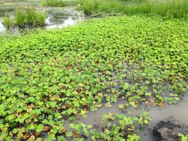   Marsilea  sp., emersed; photo: S.L. Winterton 