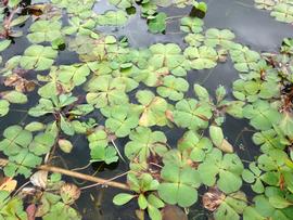   Marsilea  sp., floating; photo: S.L. Winterton 