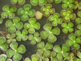   Marsilea mutica , floating leaves; photo: S.L. Winterton 