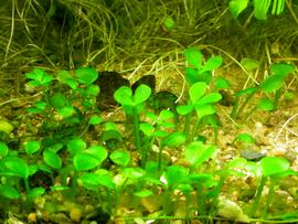   Marsilea hirsuta , submersed; photo: S.L. Winterton 