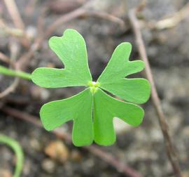   Marsilea schelpeana  leaf; photo: S.L. Winterton 