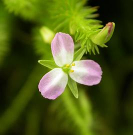   Mayaca fluviatilis  flower; photo: S.L. Winterton 